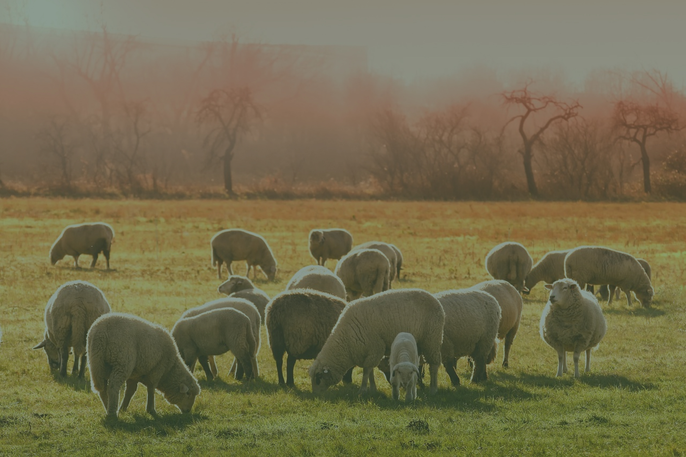 A farm with many sheep